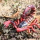 thumbnail image 3 of Simución de Escorpión Rojo conjunto de de modelo de de juguete de acción juguetes educativos y CUTICAT Juego de crecimiento de insectos para niños, 3 of 8