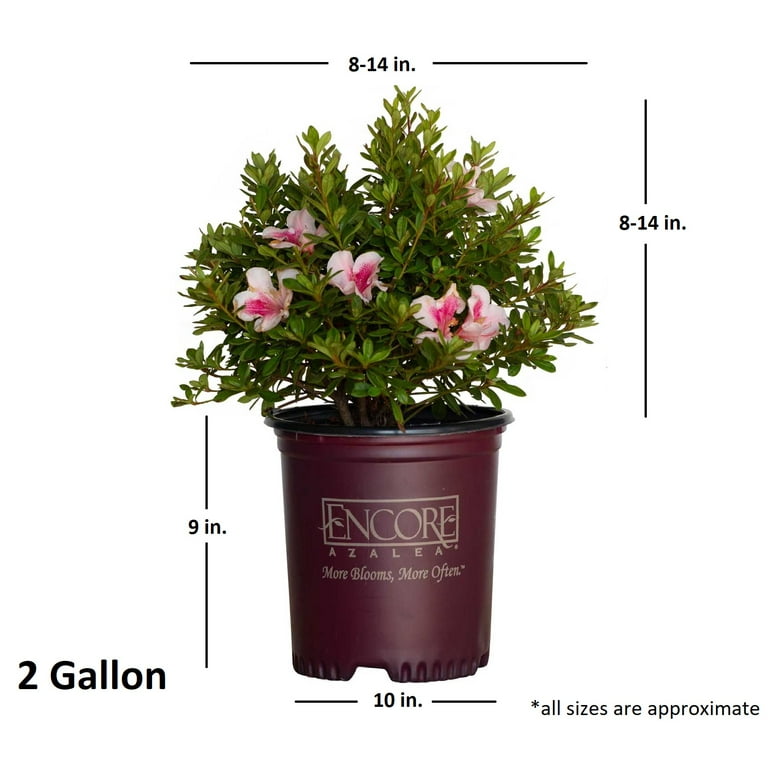 Encore Azalea Autumn Chiffon (2 Gallon) Pink Flowering Shrub