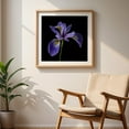 thumbnail image 5 of Blue Flag Iris - Photography Floral Botanical Flowers Nature Garden Scenic Minimalist Oak Framed Wall Art Print 8 x 8 inches, 5 of 8