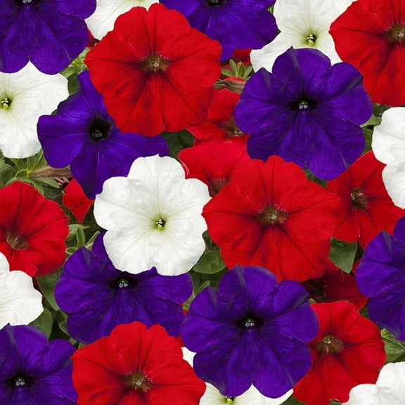 Petunia FotoFinish Patriot Mix F1 Seed