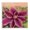 Pink Clematis Bloom, variant on Stupell Industries French Country Dreamy Pink Peony Floral Bloom Sun Bleached Flower Canvas Art, 17 x 17, by Tammy Apple