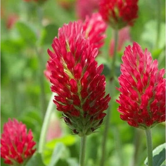 Clover Lawn Seed