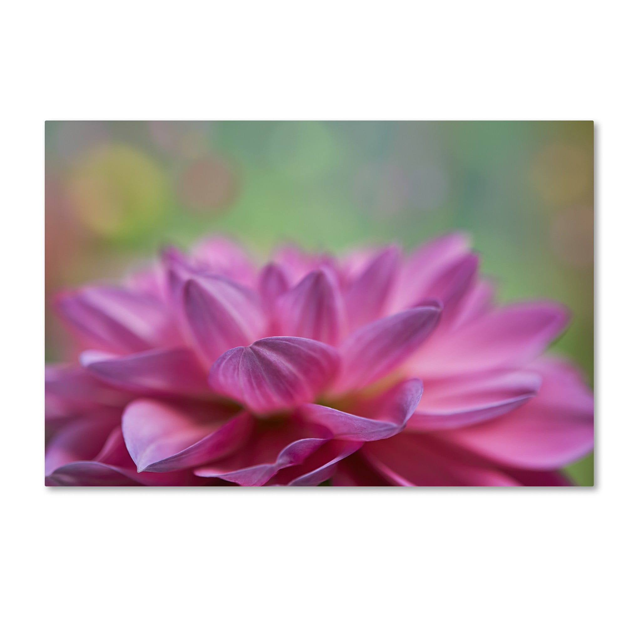 Trademark Fine Art 'Dahlia Petals' Canvas Art by Cora Niele