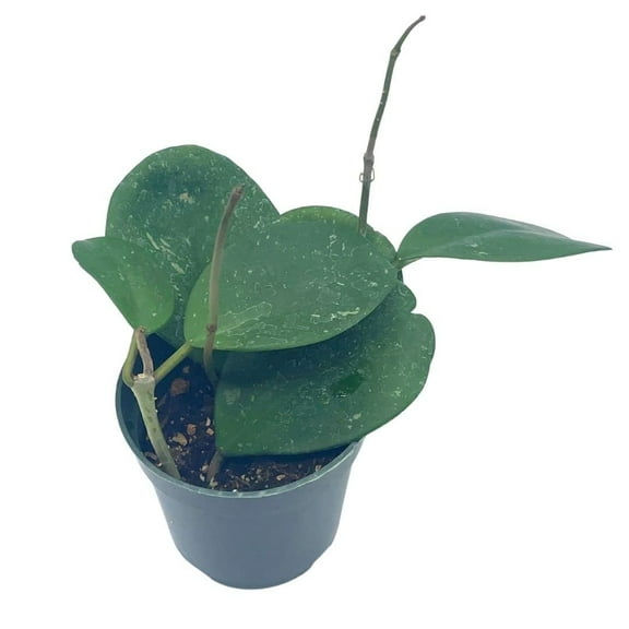 Hoya Obovata Splash, Variegated with Speckles, in 4 inch Pot, Rare Limited Collectors Plant