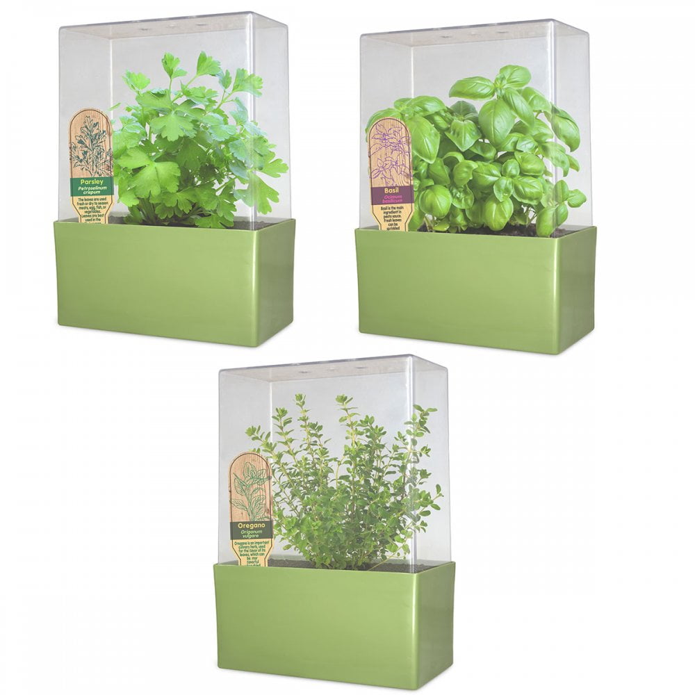 Grow Your Own Deluxe Herb Garden