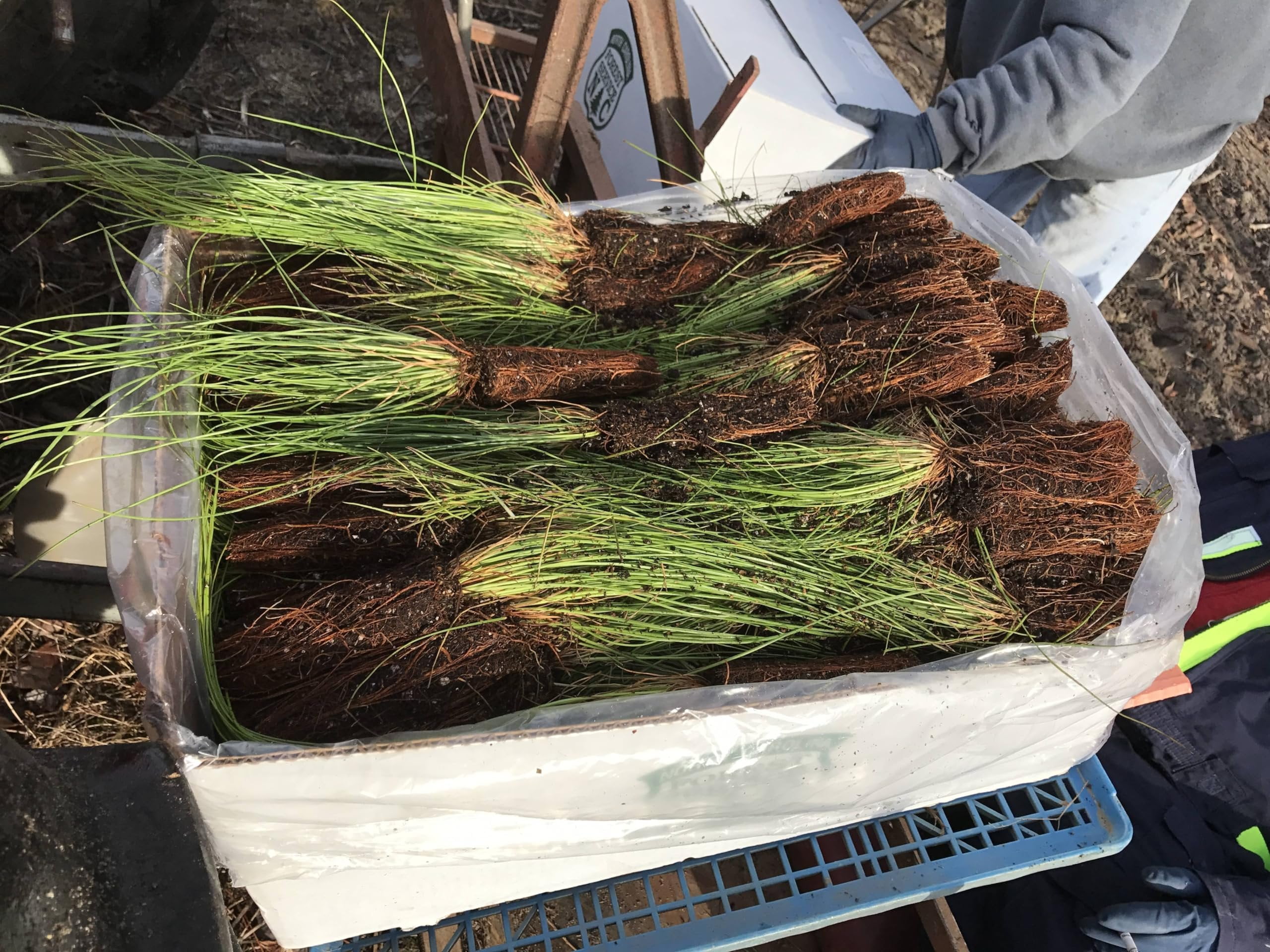 Longleaf Pine Tree  3 Live Plants  Pines Palustris  Hardy Fast Growing Evergreen Eco-Friendly Trees