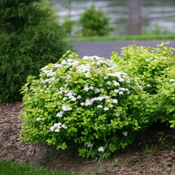 Tor' Birchleaf Spirea-Compact Shrub-Attracts Pollinators  3 Gallon
