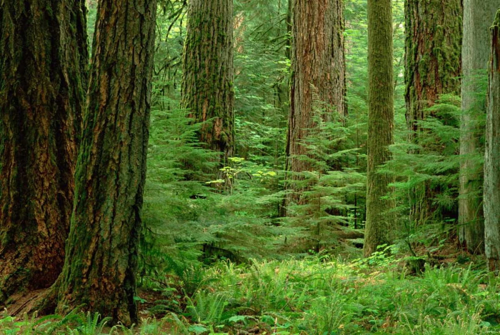 Douglas Fir old growth forest Vancouver Island BC Canada ...
 Douglas Fir Forest