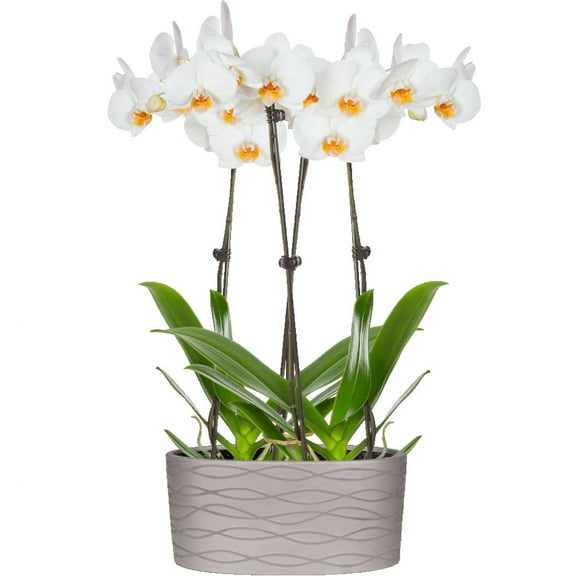 Just Add Ice 16-30" White and Yellow Premium Orchid Duo Live Plants in 10" Silver Ceramic Planter, House Plant