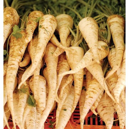 TomorrowSeeds - Early Harris Model Parsnip Seeds - 1500+ Count Packet - American White Parsnips Fall Garden Turnip Carrot Vegetable Seed For 2024 Season