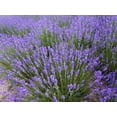 thumbnail image 4 of GSDWIUEW Seeds Herb English Lavender Perennial, 4 of 8