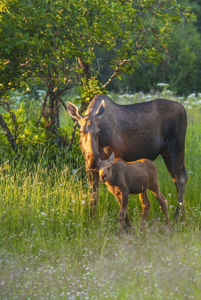 Posterazzi A Moose