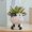C, variant on Kiplyki Animal Pot Ceramic Succulent Plant Pot Cactus Potted Planting Bonsai Pots Set