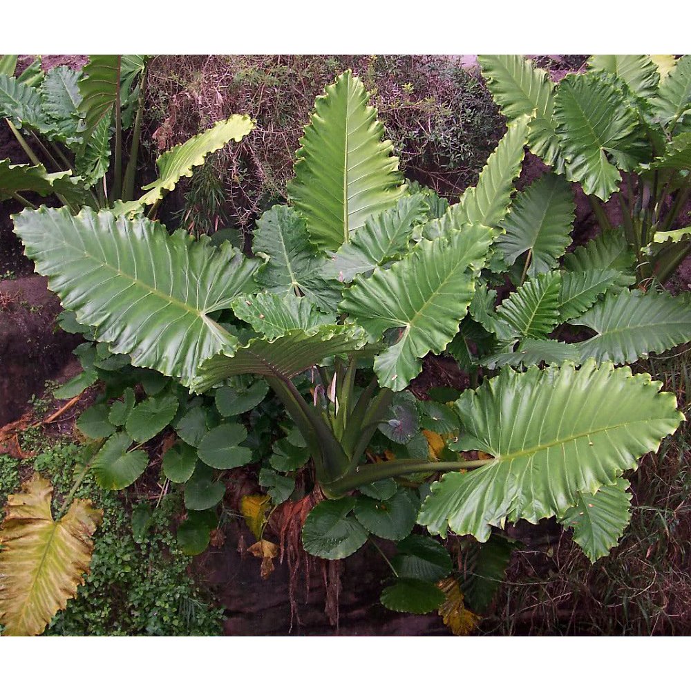 Upright Elephant Ear 1 Bulb 9/11" Alocasia portora