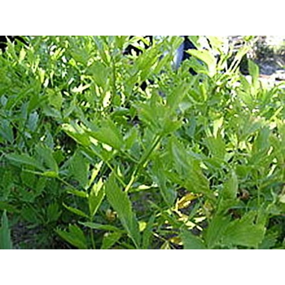 Lovage Great Garden Herb Seeds by Seed Kingdom (1 Oz Seeds)