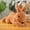 Orange OR, variant on Xecvkr Stuffed Toys Simulation Bunny Plush Toy Soft Sleeping Rabbit Stuffed Animal Easter Cute Children Birthday Holiday Gift Bedtime Orange