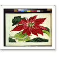 thumbnail image 2 of Historic Framed Print, Poinsettia pulcherrima.Holden delt. ; Smith sc., 17-7/8" x 21-7/8", 2 of 9