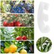 thumbnail image 4 of Muyoka MTFun Bend The Plant Clips, Plant Bending Clip 10Pcs 90 Degree con suministros de jardín para jardinería para césped para jardín de vegetales para plantas Muyoka Hogar, 4 of 7