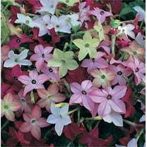 Seedville 100 Nicotiana Alata Plant Seeds, Mixed Colors Fragrant