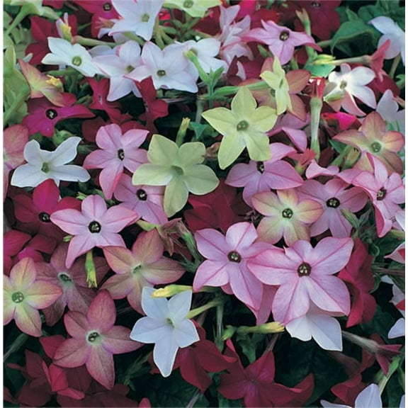 Seedville 100 Nicotiana Alata Plant Seeds, Mixed Colors Fragrant