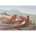 thumbnail image 3 of George Edward Lodge 14x11 Black Modern Framed Museum Art Print Titled - Scintillating Copper Pheasant, Ijima's Copper Pheasant (1918-1922), 3 of 5