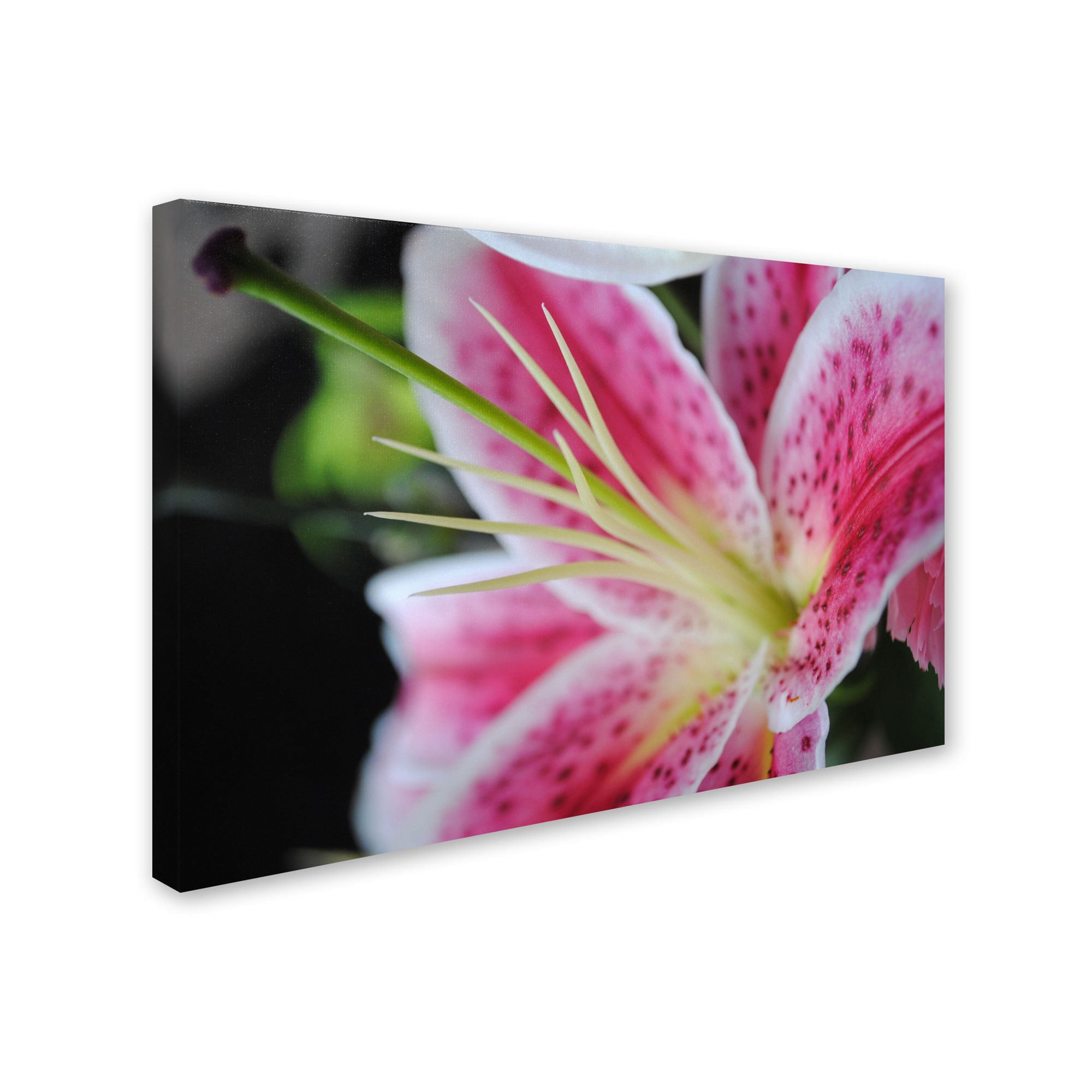 Trademark Fine Art "Pink Flower" Canvas Art by Monica Fleet
