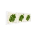 thumbnail image 3 of Trademark Art 'Ferns Finish' Canvas Art by Kathie McCurdy, 3 of 4