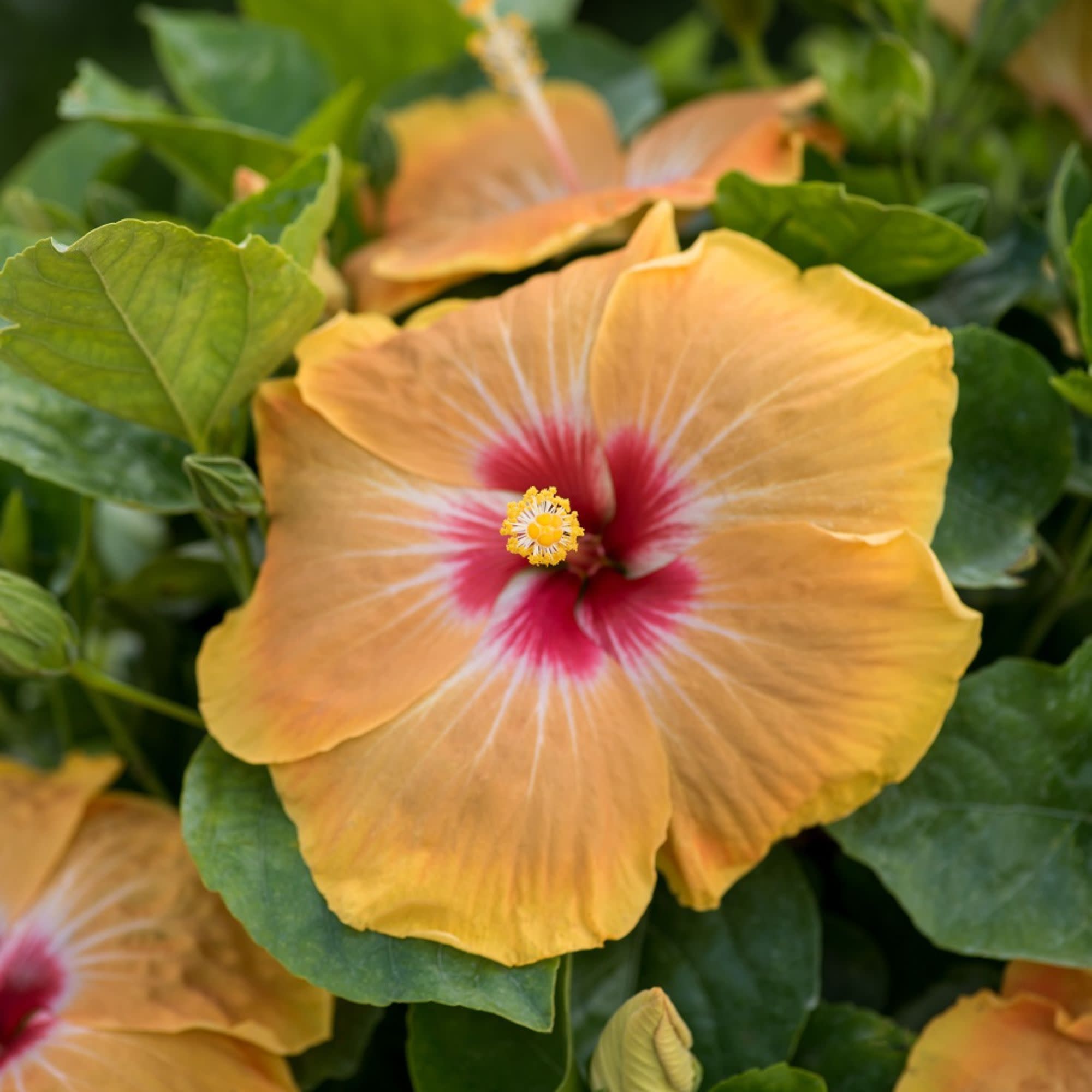 Proven Winners ColorChoice 6" Multicolor Hollywood Hibiscus VIP Tropical Hibiscus Live Plant in 7.5" Pot