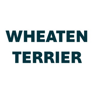 Wheaten Terrier Pill Butter