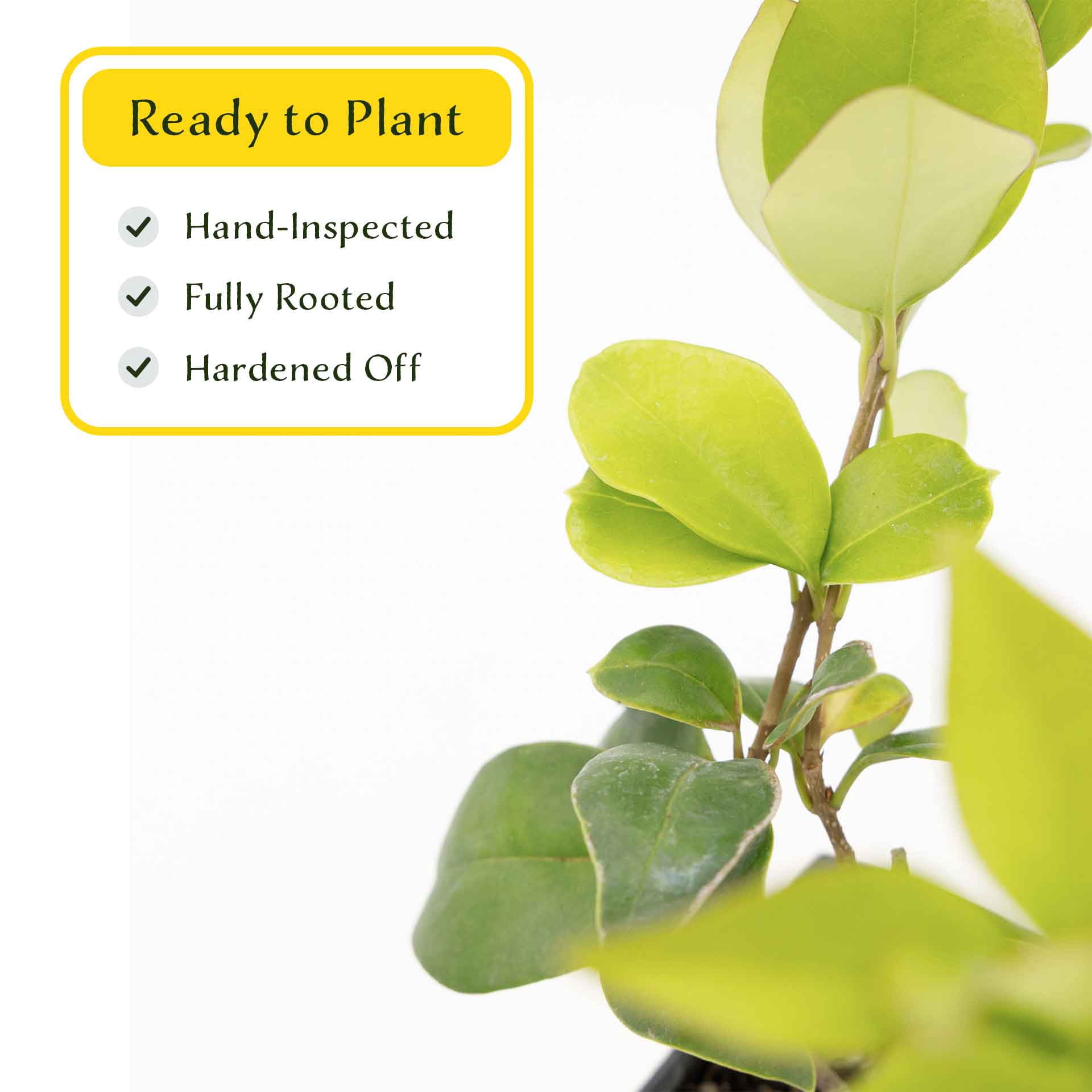 2 Waxleaf Privet Plants in 3.5” Cubes | Live Evergreen Shrub with Dense Glossy Foliage | Fast-Growing Perennial Hedge for Privacy Screens, Landscaping, & Containers (Ligustrum japonicum ‘Texanum’)