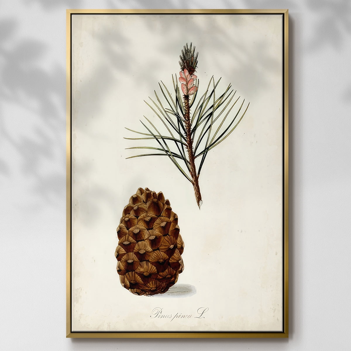 Antique Tree Study V - Framed Gallery Wrapped Holiday Canvas - 25 x 37 - Gold Frame