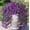 C_Free Size, variant on Faux Wisteria Flowers, Purple Artificial Hanging Vine for Garden, Home, or Wedding Decor, Low-Maintenance Silk Plant for Indoor/Outdoor Use