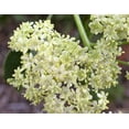 thumbnail image 2 of 50 Graines de Sureau Bleu Sambucus Caerulea Arizona Bleu Arbuste Sureau Fruit Baie, 2 of 10