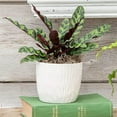 thumbnail image 7 of American Plant Exchange Rattlesnake Calathea "Lancifolia", Prayer Plant, 6-Inch Pot with White Pot Cover, Air Purifying, Chartruse Striped Foliage, 7 of 7