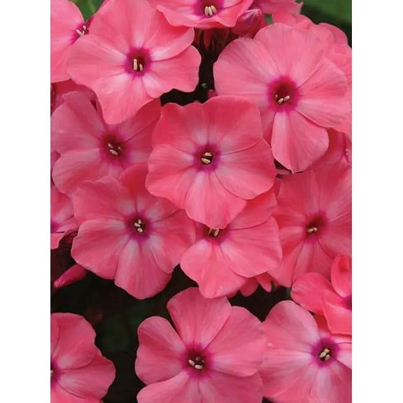 50 Coral Creme Drop Phlox Seeds