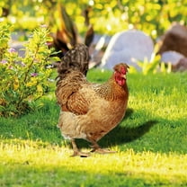 LHNFT 2Pcs Chicken Rooster Yard Art Garden Stakes, Realistic Lifelike Hen Garden Poultry Statue Rooster Animals Sculpture for Yard Garden Lawn Outdoor Decor Ornaments on Clearance