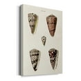 thumbnail image 2 of Cone Shell Collection III Premium Gallery Wrapped Canvas - Ready to Hang, 2 of 9