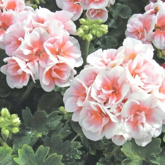 10 Pink White Geranium Seeds Hanging Basket Perennial Flowers Seed Flower 180