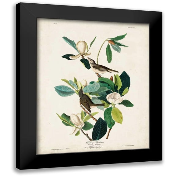 Audubon, John James 12x14 Black Modern Framed Museum Art Print Titled - Pl 118 Warbling Flycatcher
