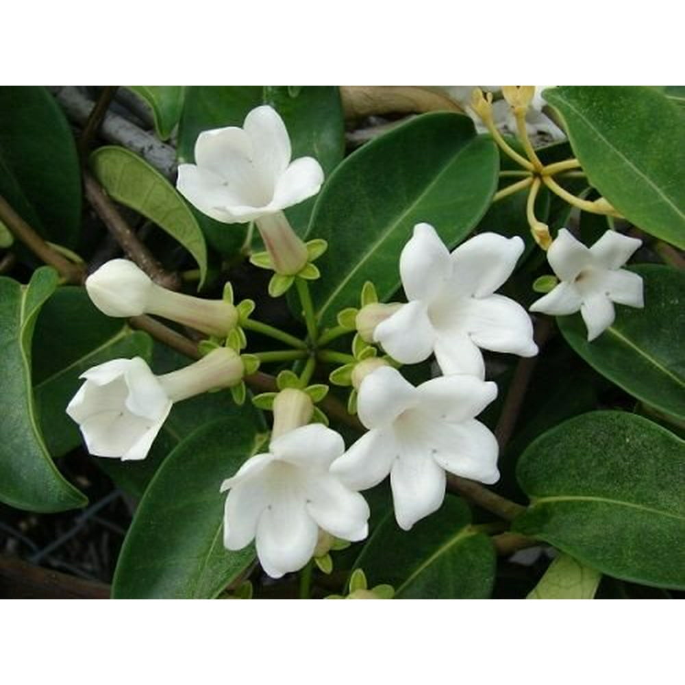 Madagascar Jasmine Plant Stephanotis/Bridal Wreath 5
