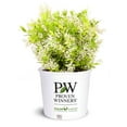 thumbnail image 2 of Chardonnay Pearls Deutzia – Live Flowering Shrub – 3 Gallon Pot – Full Sun, 2 of 5