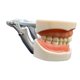 thumbnail image 5 of Modelo de diente estándar,Modelo de diente estándar dental para enseñar a adultos,Modelo de dentadura postiza Modelo de estudio de dientes Suministros para niños,Modelo de diente de, 5 of 9