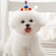 thumbnail image 4 of Hukapapa Linda pinza para el cabello para perros Pinza para el cabello para gatos y mascotas Clipstyle estereoscópico de punto1, 4 of 5