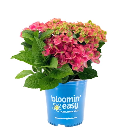Jumbo Pint Tilt-A-Swirl Bigleaf Hydrangea (Macrophylla) Live Shrub, Green and Red Bi-color Flowers