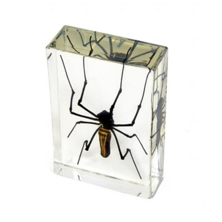 Ed Speldy East Company DD33 Real Bug Desk Decoration, Golden Orb Spider, Large