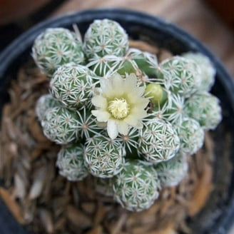Blossfeldia Cactus, Unusual Shaped Cactus Plant - 4 inch + Clay Pot -  Walmart.com