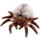 thumbnail image 1 of 5Star-TD Ty Beanie Babies Hairy The Spider 5Star-TD 885662999806, 1 of 1