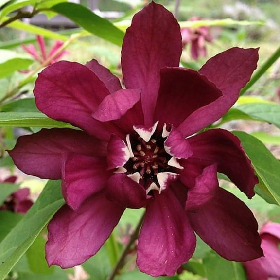 Sweet Shrub Bush Plant Live, Outdoor Growing, Sweet Shrub in Quart Pot