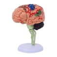 thumbnail image 2 of Modelo anatómico desmontado 4D, modelo de cerebro humano, figura de escritorio de anatomía, rompecabezas para aula, biología, aprendizaje, estudio,, 2 of 8