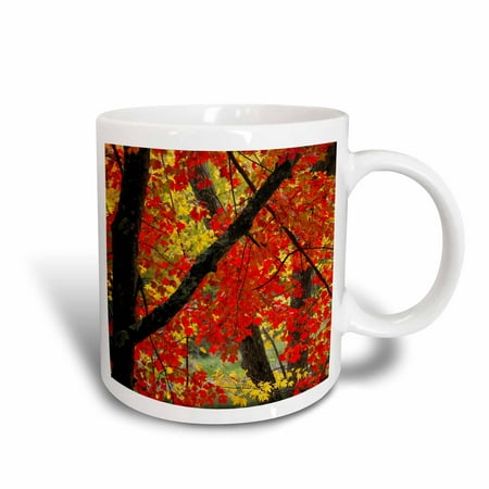 3dRose Autumn Maple, Sebago Lake State Park, Maine, USA - US20 MHE0007 - Michel Hersen, Ceramic Mug,